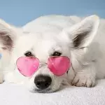 Wegen McDonald's-Sauce: Hund landet beim Tierarzt