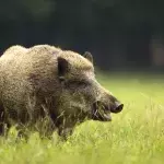 Wildschwein