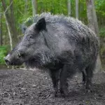 Wildschweine tauchen vermehrt in Rom auf