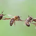 Symbolbild: Bienen bei der Arbeit