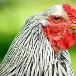 Symbolbild: Brahma-Hühner sind ungewöhnlich groß