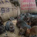 Symbolbild: Ratten im Lagerhaus