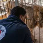 Tierarzt und Leiter der Notfallmission, Amir Khalil, mit einem der ausgehungerten Löwen