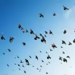 Tiere passen sich an den Klimawandel an