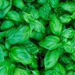 Basilikum ist nicht nur gut für Pizza und Pesto