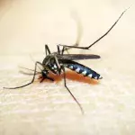 Beim Skeeter-Syndrom handelt es sich um eine Allergie auf Mückenstiche