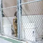 Besuch im Tierheim: Das musst du wissen, bevor du ein Haustier adoptieren kannst