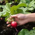 Gemüseanbau im September: Diese Pflanzen gedeihen auch im Herbst