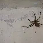 Die Hauswinkelspinne ist wieder auf dem Vormarsch