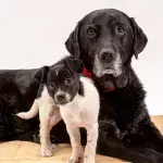 Diesen Fehler machen wir, wenn wir das Alter unserer Hunde berechnen