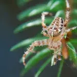 Eine Spinne sitzt auf einer Kiefernnadel