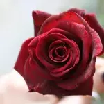Hand mit roter Rose