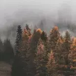 Herbst, Temperaturen, Kalt, Wetter, Ungemütlich
