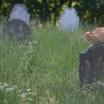 Katze auf Friedhof