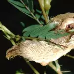 Katzenraupe