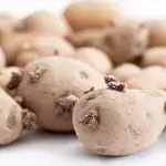 Keimende Kartoffeln: Kann ich sie noch essen oder nicht?