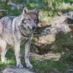 Mit diesen Tipps überlebst du einen Wolfsangriff