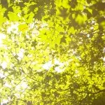 Sommerbräune: Kann man auch im Schatten braun werden?