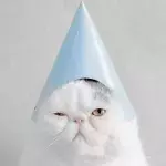 Unbedingt vermeiden: Wenn du das tust, schadest du deiner Katze