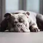 Was die Schlafposition deines Hundes über seine Stimmung aussagt
