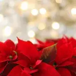 Weihnachtsstern: Mit dieser Pflege bleibt er schön - nicht nur an Weihnachten