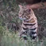 Tödlichste Katze der Welt: "Sie frisst ein Fünftel ihres Körpergewichts jeden Tag"