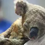 Verletzter Koala
