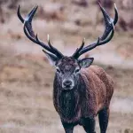Zwei Jahre lang musste ein Hirsch in den USA mit einem Autoreifen um den Hals leben