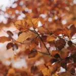 100-jähriger Kalender: Wie wird das Wetter im Herbst?