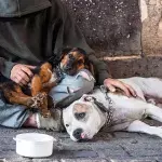 Tierarzt schlägt Alarm: Was die Bettel-Banden mit ihren Hunden machen, ist widerwärtig