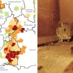 Hantavirus in Deutschland auf dem Vormarsch