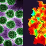Hochansteckender Virus in Deutschland auf dem Vormarsch