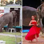 Große Aufregung um Circus Krone