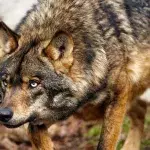Wölfe aus Gehege in Bayern ausgebrochen und zum Abschuss freigegeben