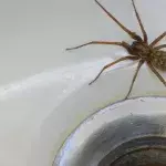 Im Herbst droht Europa eine Spinneninvasion