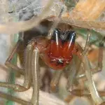 Der Deutsche Naturschutzbund warnt vor einer giftigen Spinne in Deutschland