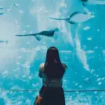 Großaquarium in Berlin geplatzt: Eine Million Liter Wasser ausgelaufen