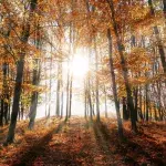 Sinkende Temperaturen: Ist es mit dem schönen Herbstwetter bald vorbei?