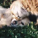 Hund, Katze, Coronavirus, Krankheit, Haustier