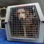 Hunde in Käfigen