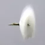 Kuriose Sichtungen sind für Navy Piloten keine Seltenheit