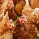 Rekordverdächtige "Peanut": Ältestes Huhn der Welt auf dem Weg ins Guinness-Buch der Rekorde?