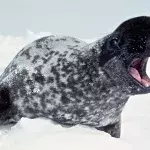 18 außergewöhnliche Tierarten, die vom Aussterben bedroht sind