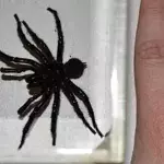 In Australien entdeckt: Biss der Colossus-Spinne hat heftige Folgen für Menschen