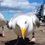 Möwen, die gefährlichen Raubtiere verbreiten Angst in Großbritannien.
