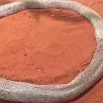 Python stellt sich mit eigener Haut eine tödliche Falle