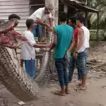 Eine riesige Python greift Anwohner an. Doch sie wissen sich zu wehren