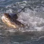 Ein Hai und ein Krokodil kämpfen erbittert um einen toten Fisch