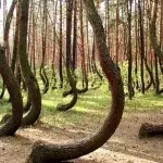 Krzywy Las: Der gekrümmte Wald lockt die Touristen nach Polen