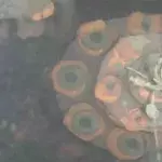 Fukushima: Roboter filmt erstmals Brennelemente